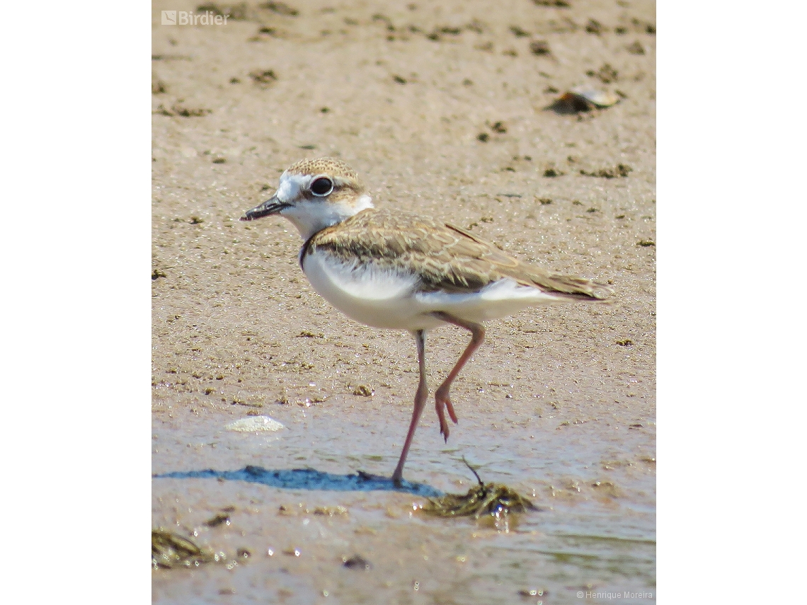 Anarhynchus collaris