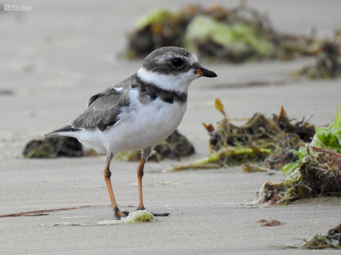 Charadrius semipalmatus