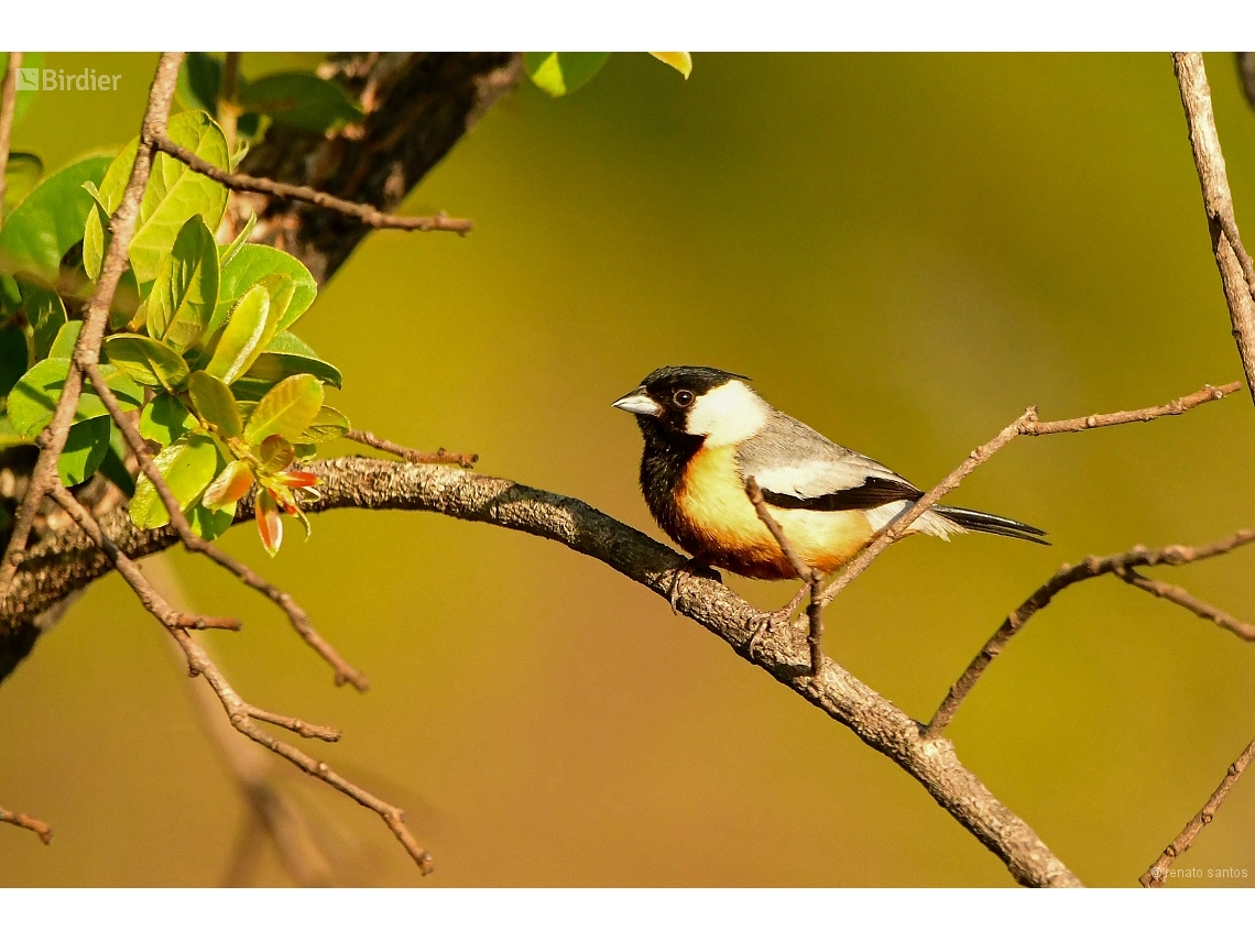 Charitospiza eucosma