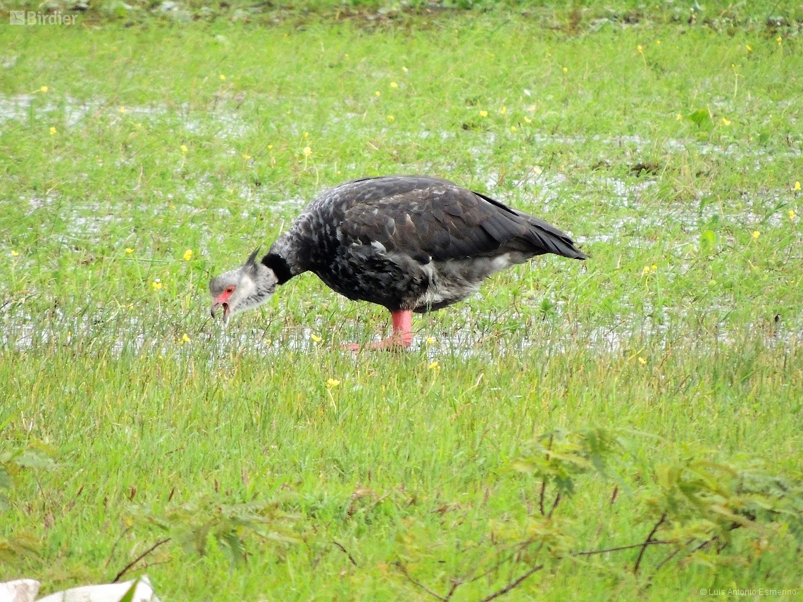Chauna torquata