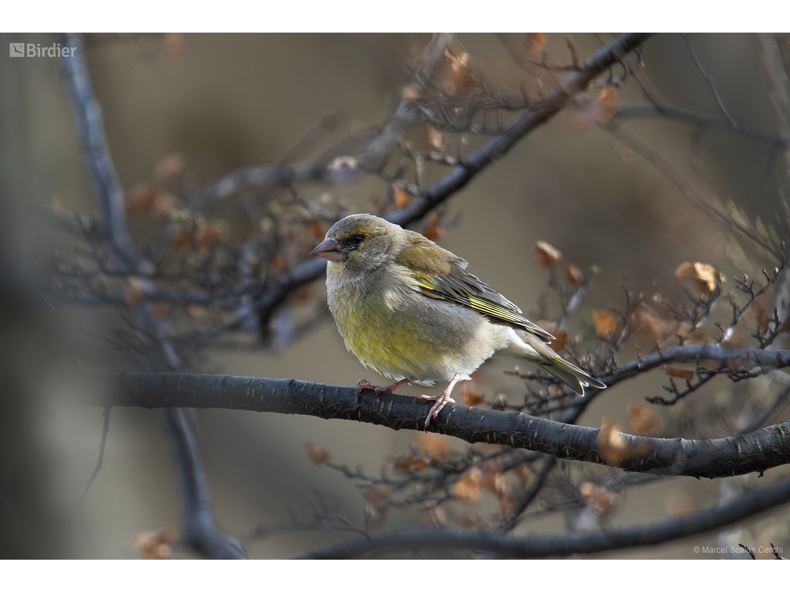 Chloris chloris