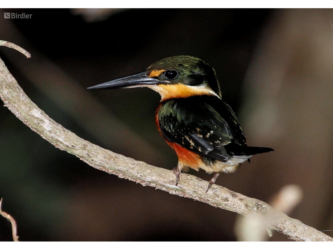 Chloroceryle aenea