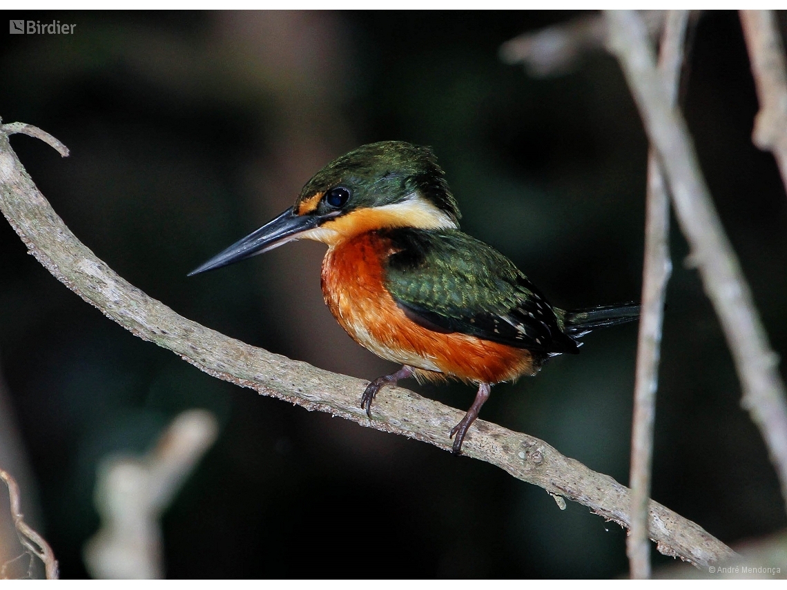 Chloroceryle aenea