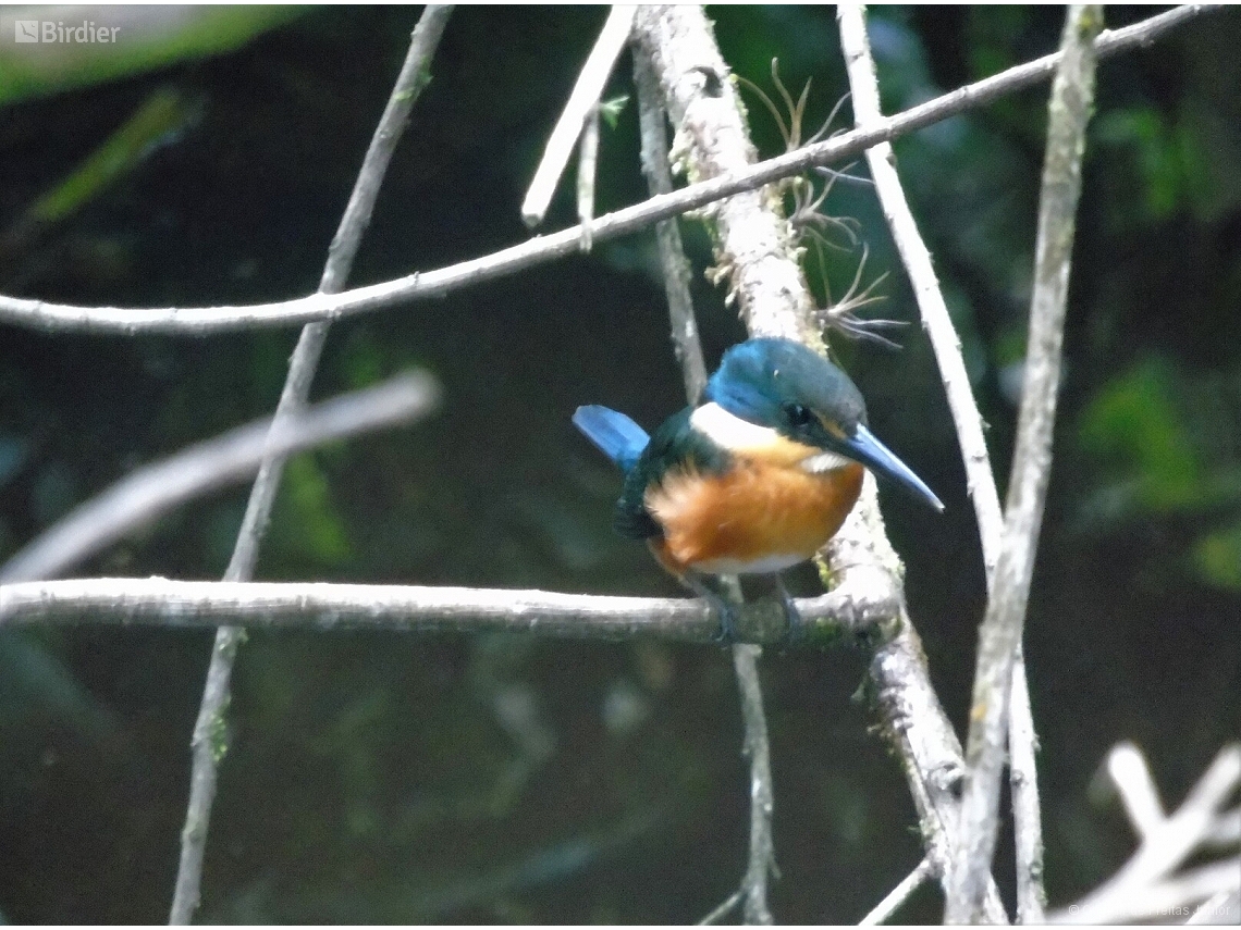 Chloroceryle aenea