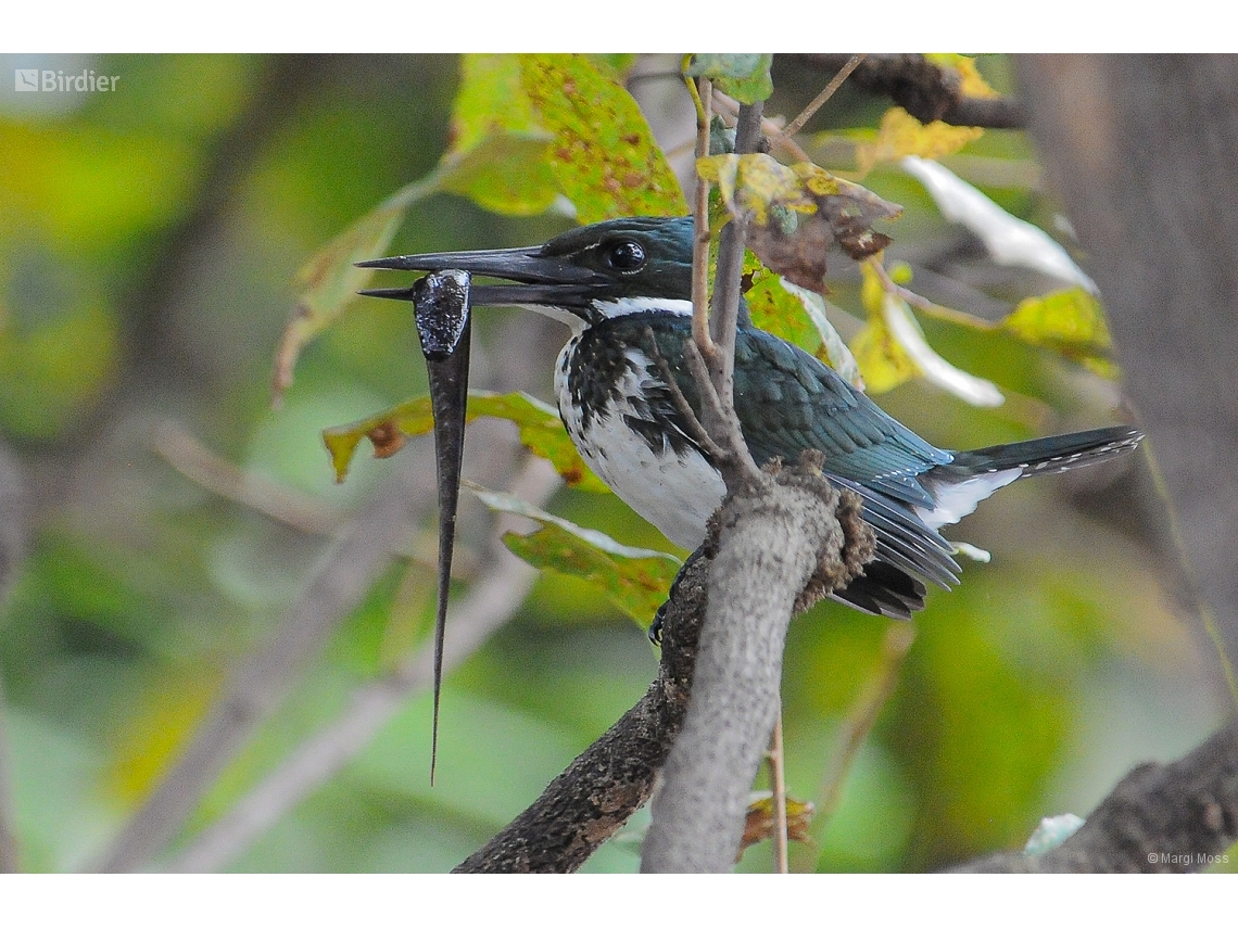 Chloroceryle amazona