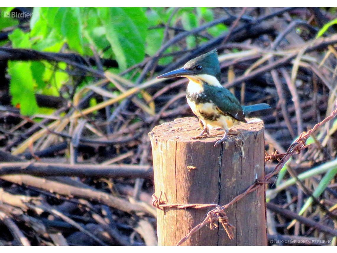 Chloroceryle americana