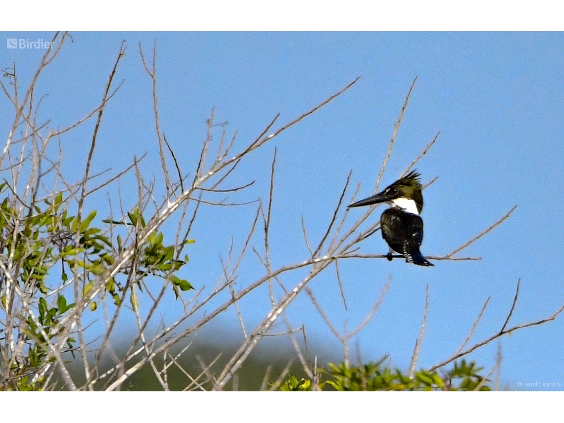 Chloroceryle americana