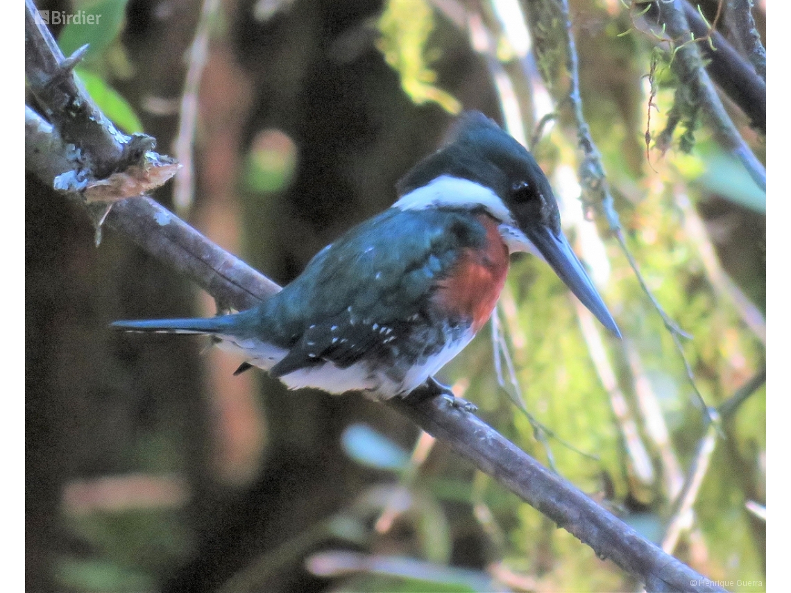Chloroceryle americana
