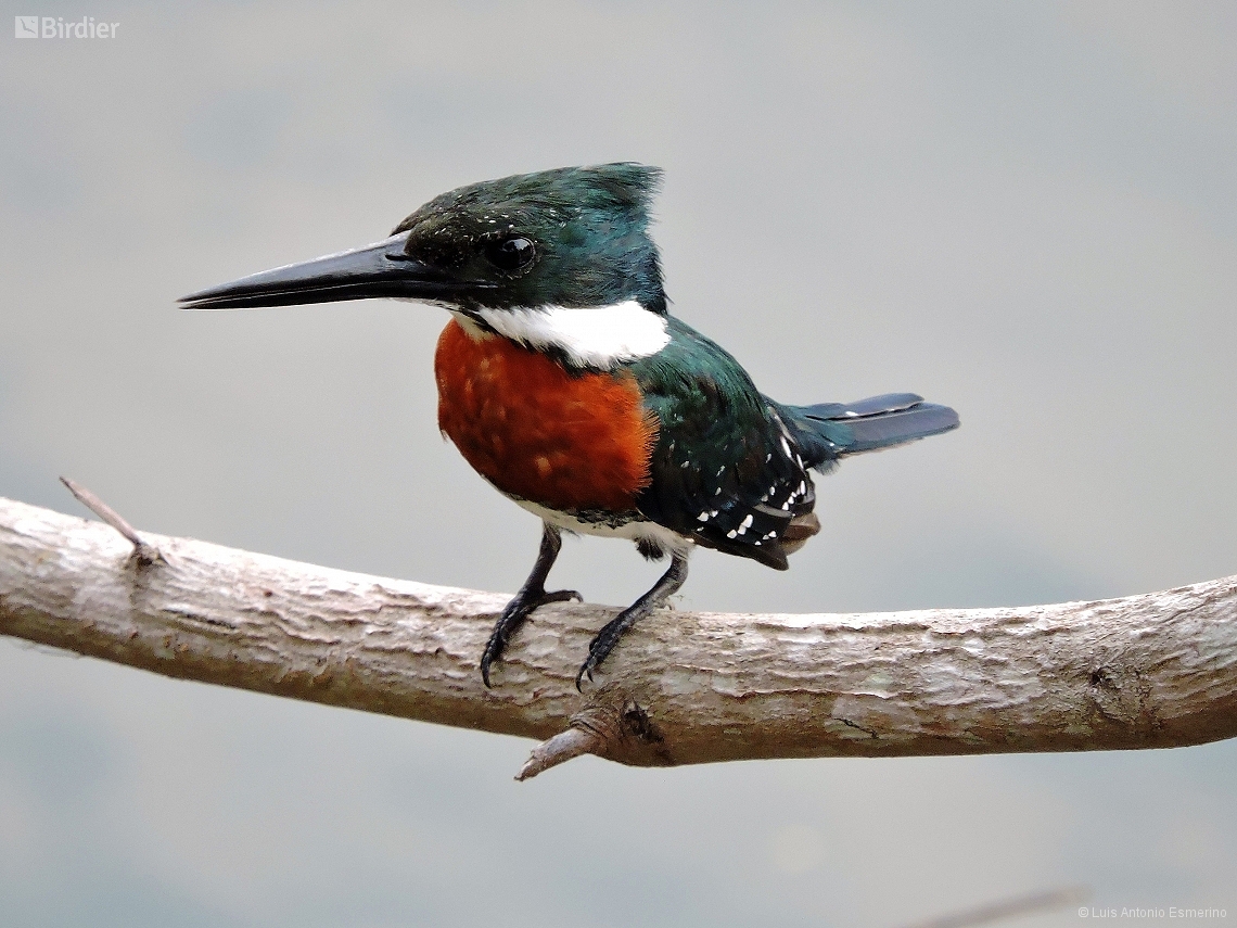 Chloroceryle americana