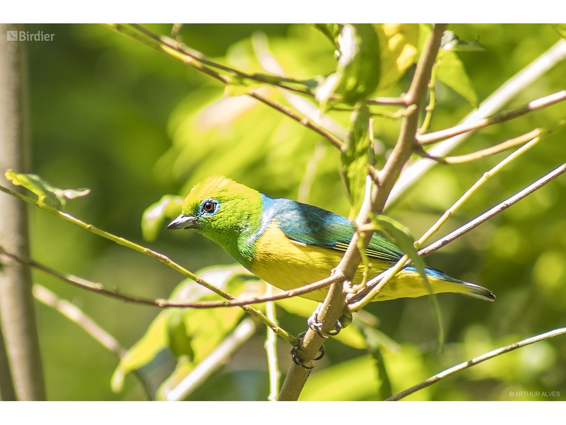 Chlorophonia cyanea