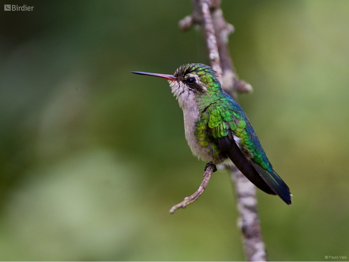 Chlorostilbon lucidus