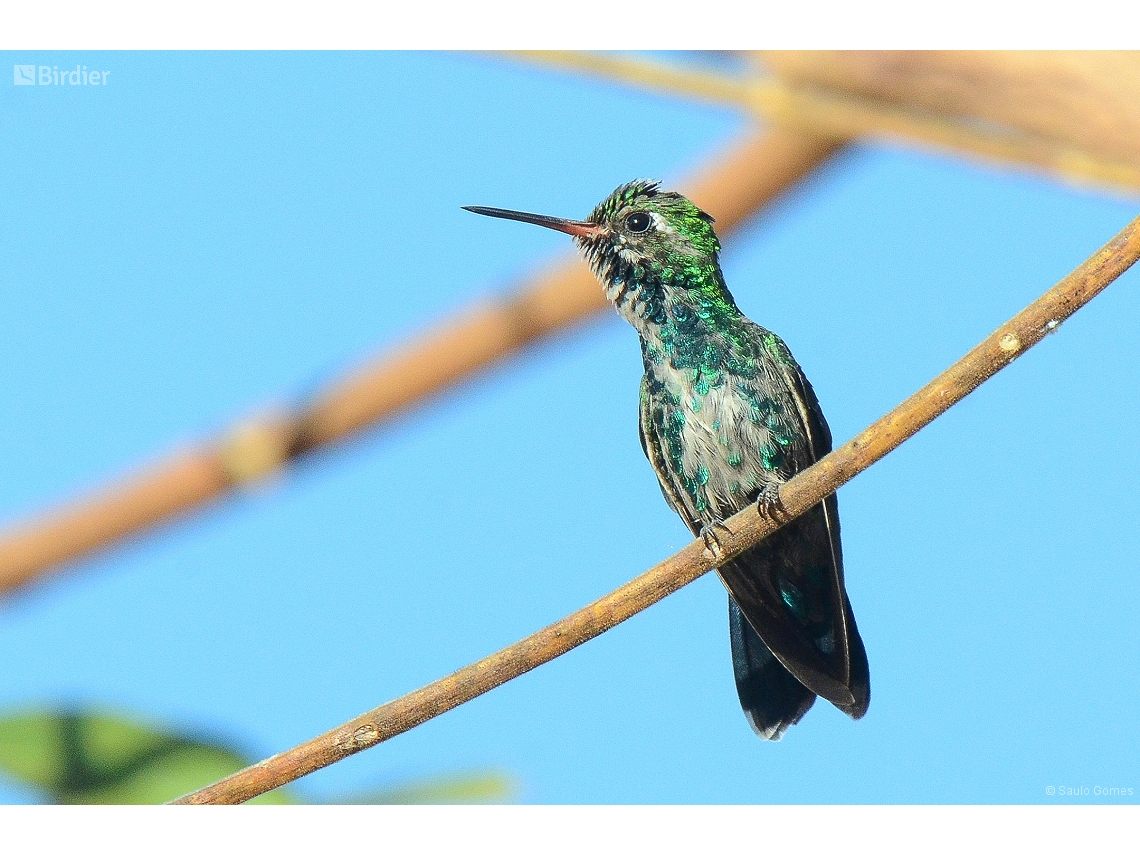 Chlorostilbon lucidus