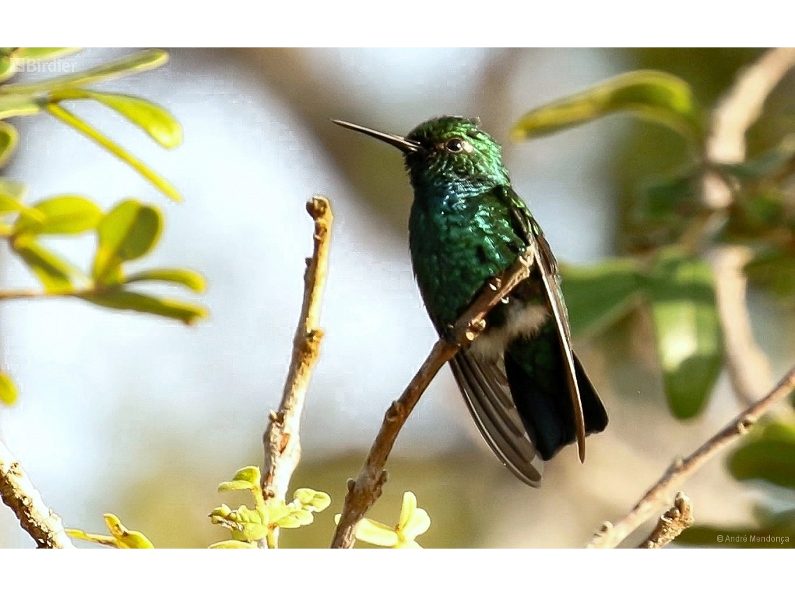 Chlorostilbon mellisugus