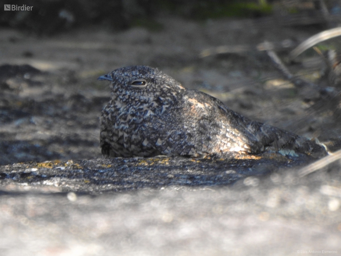Chordeiles pusillus