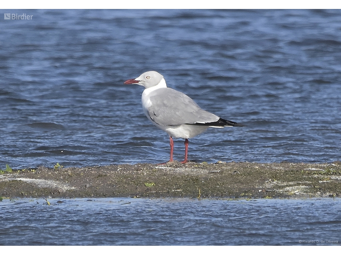 Chroicocephalus cirrocephalus