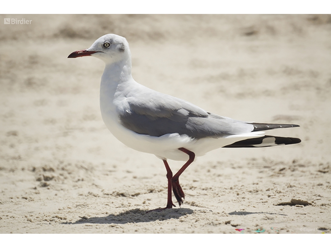 Chroicocephalus cirrocephalus