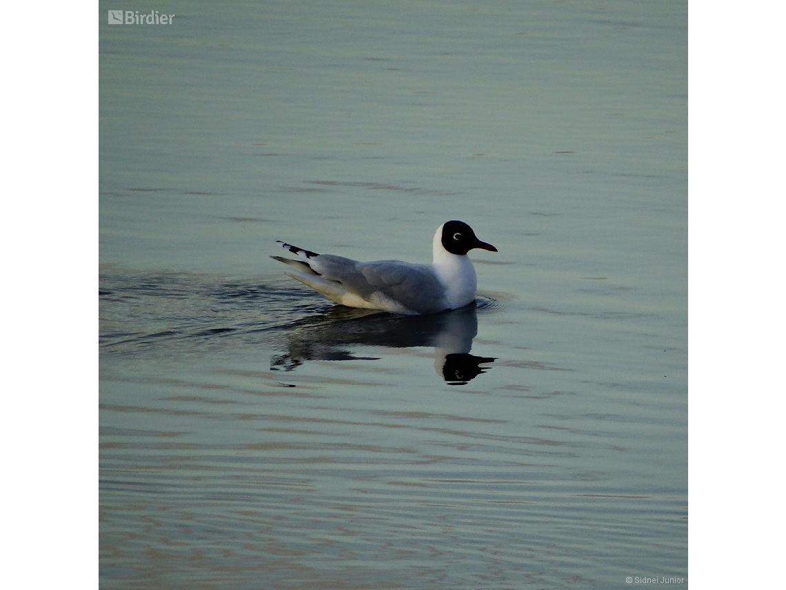 Chroicocephalus maculipennis