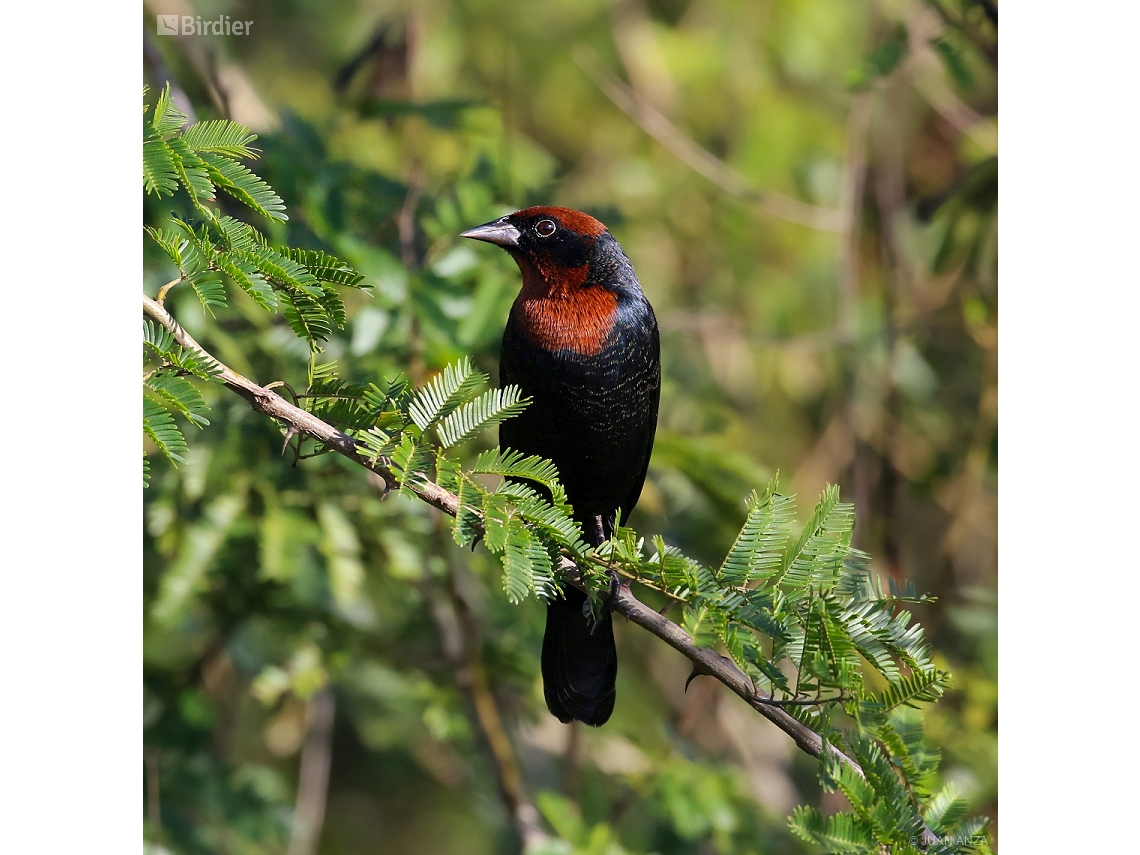Chrysomus ruficapillus