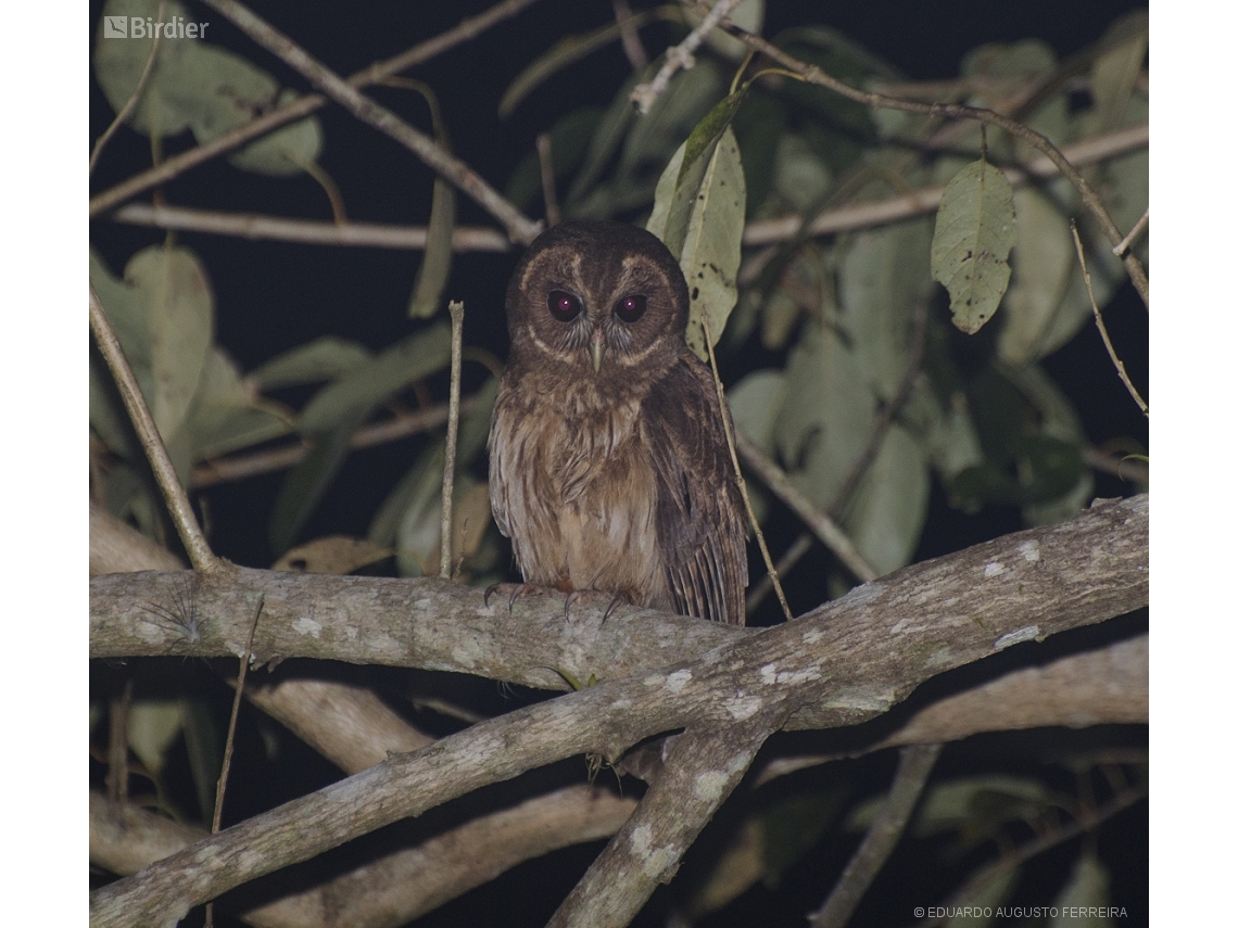 Strix virgata