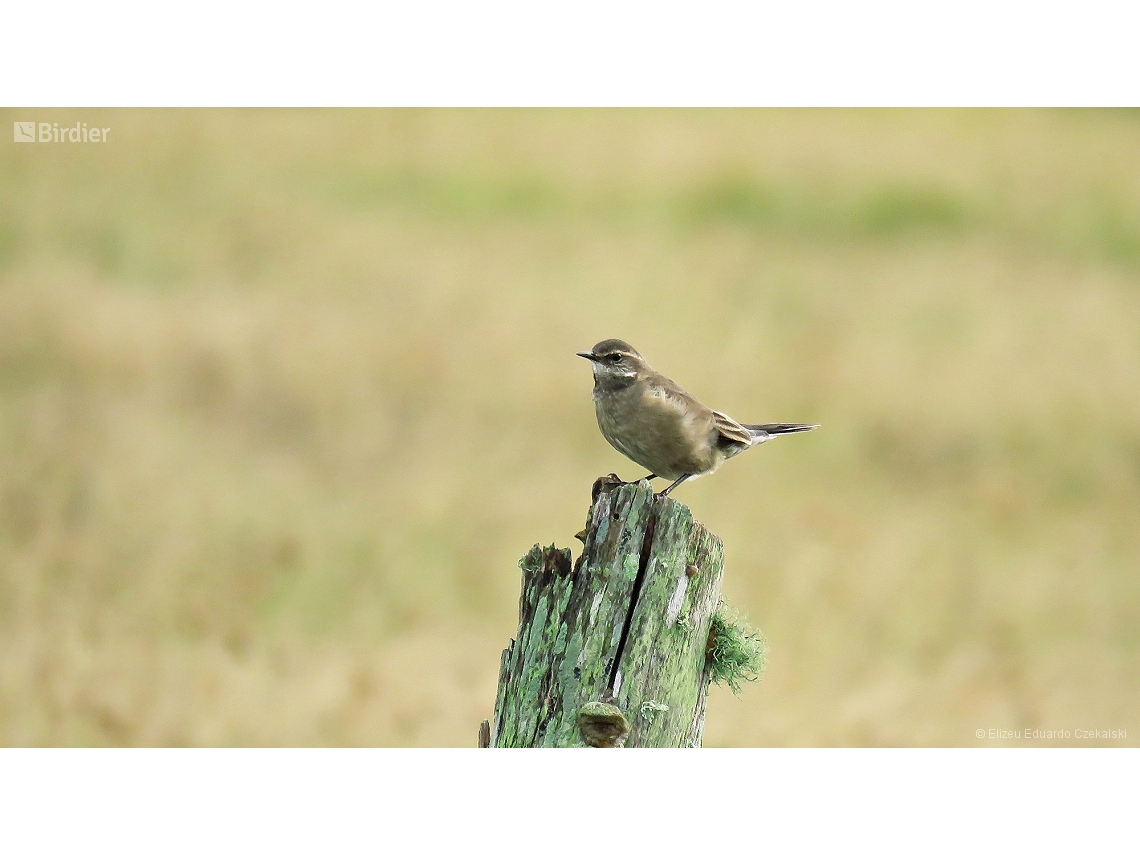 Cinclodes fuscus