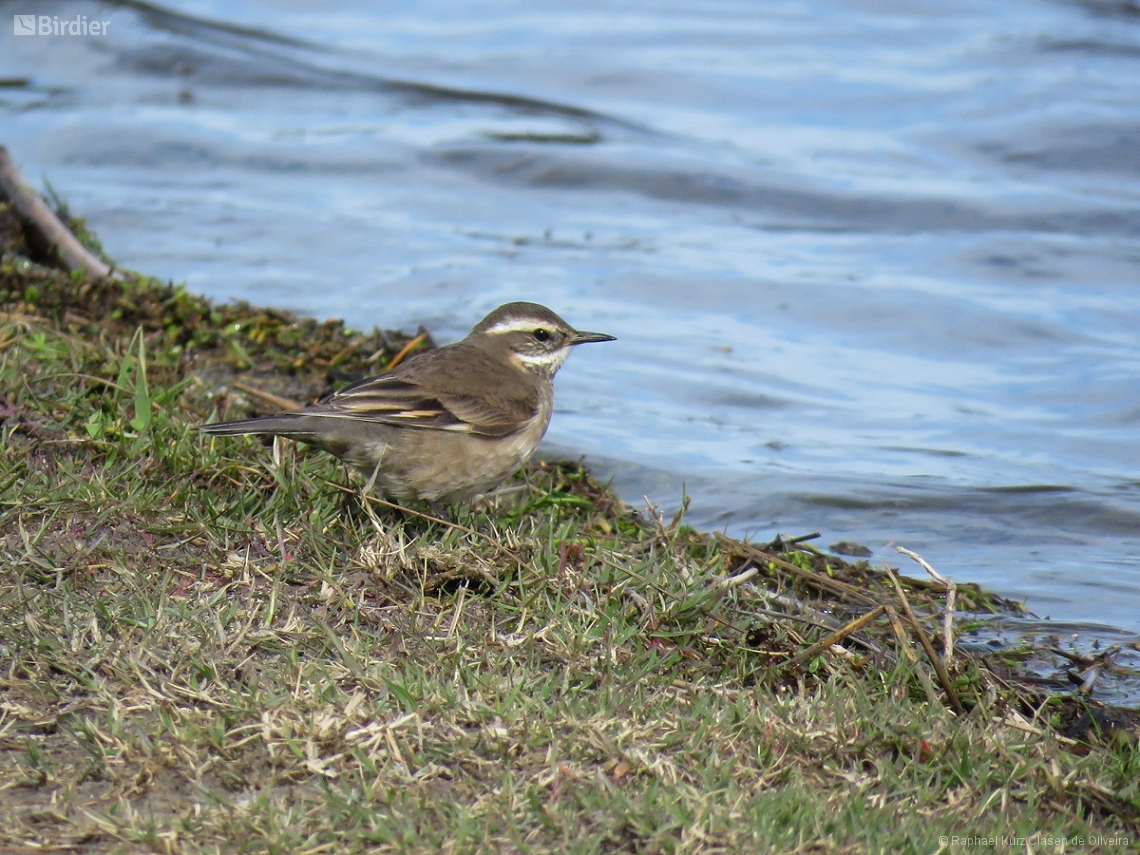 Cinclodes fuscus