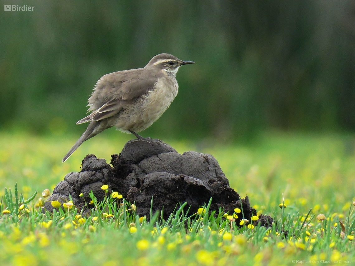 Cinclodes fuscus