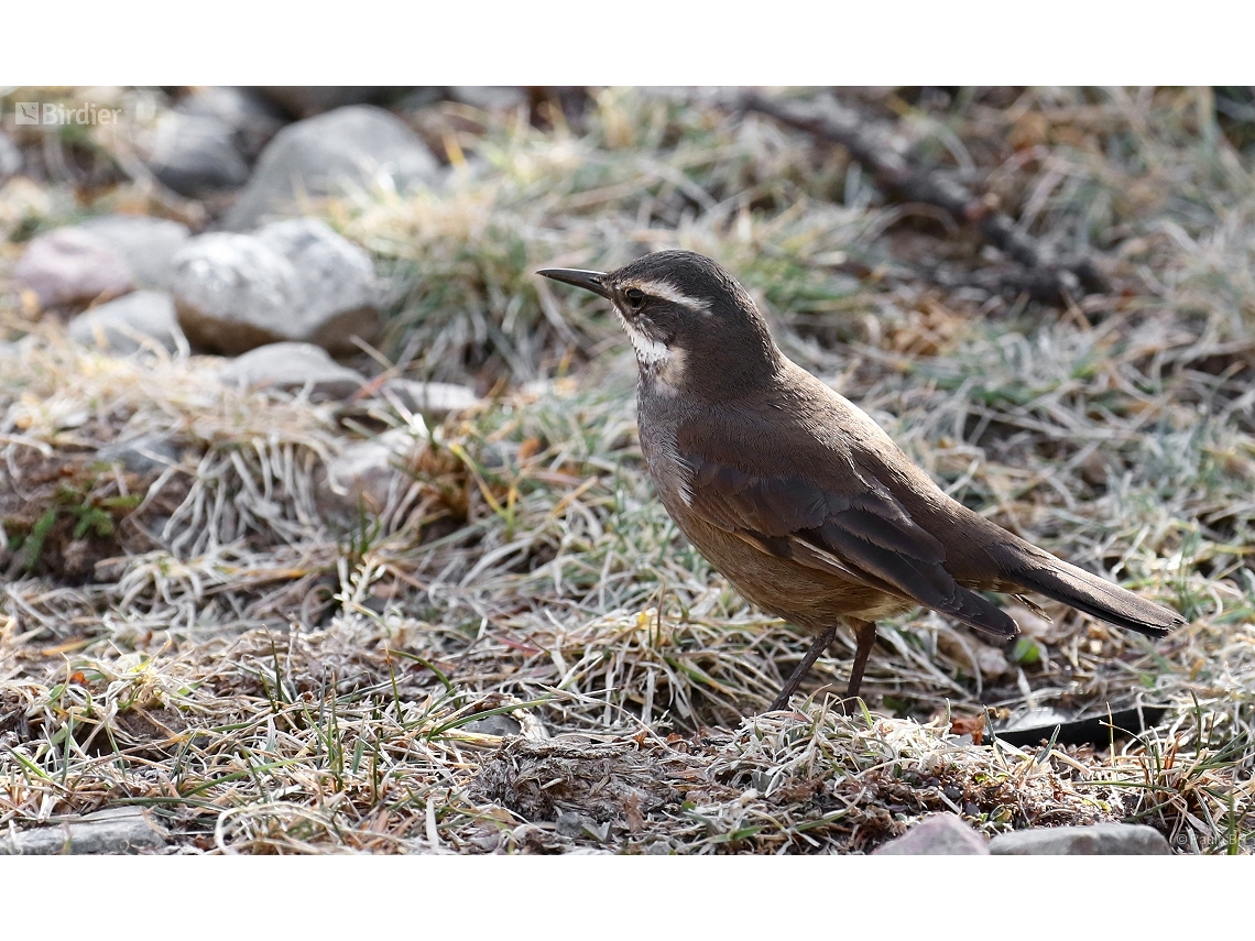 Cinclodes fuscus