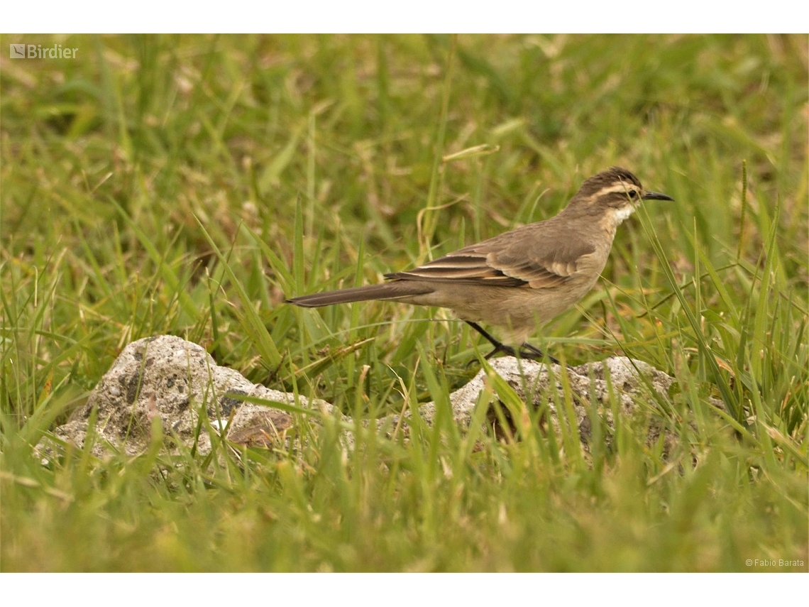 Cinclodes pabsti