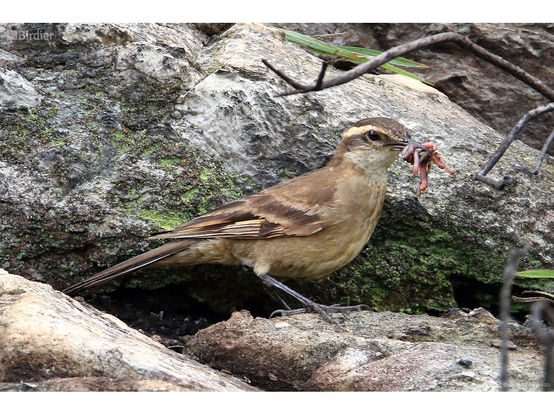 Cinclodes espinhacensis