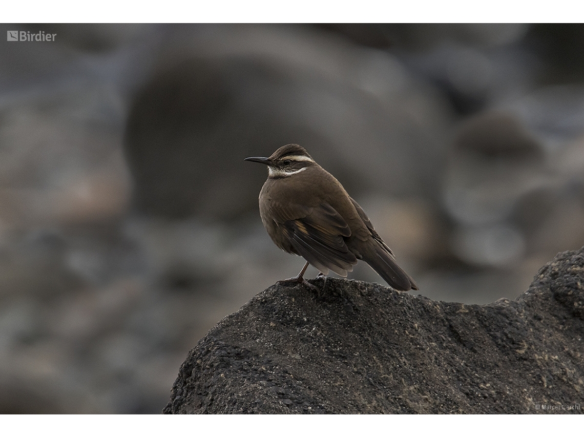 Cinclodes patagonicus