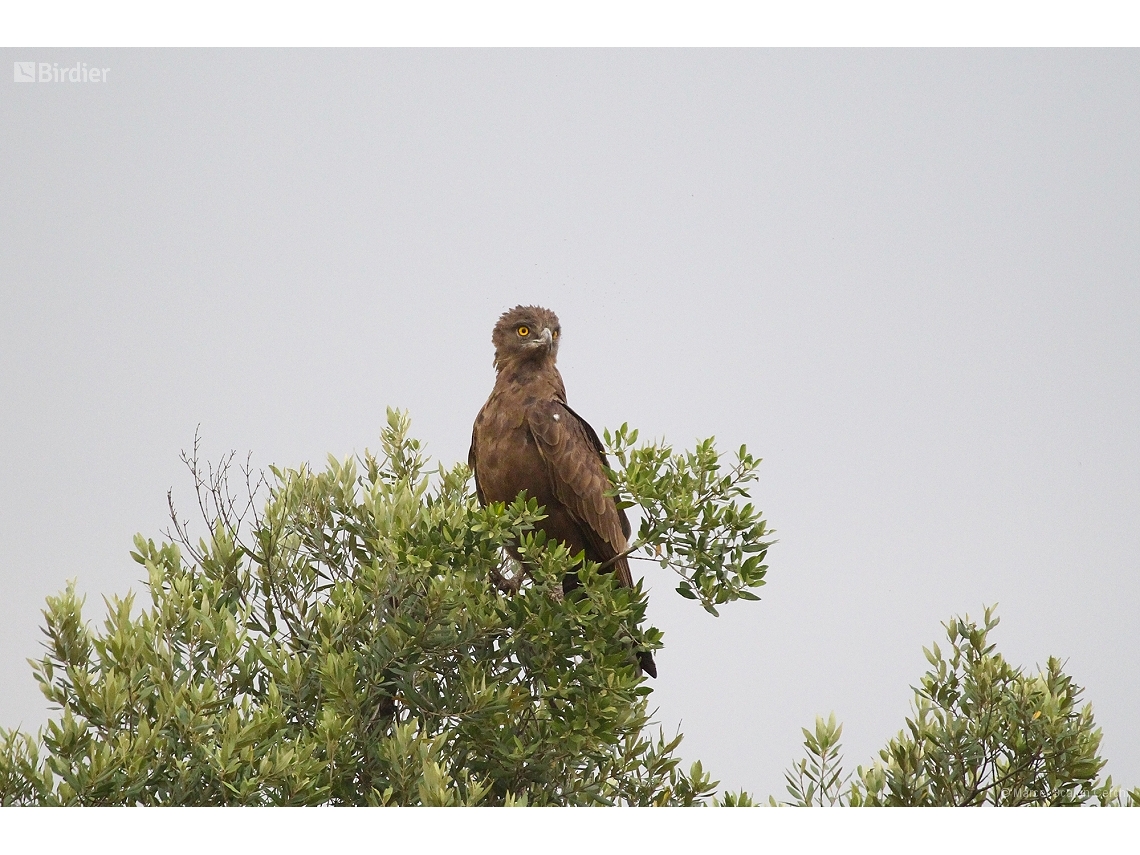 Circaetus cinereus
