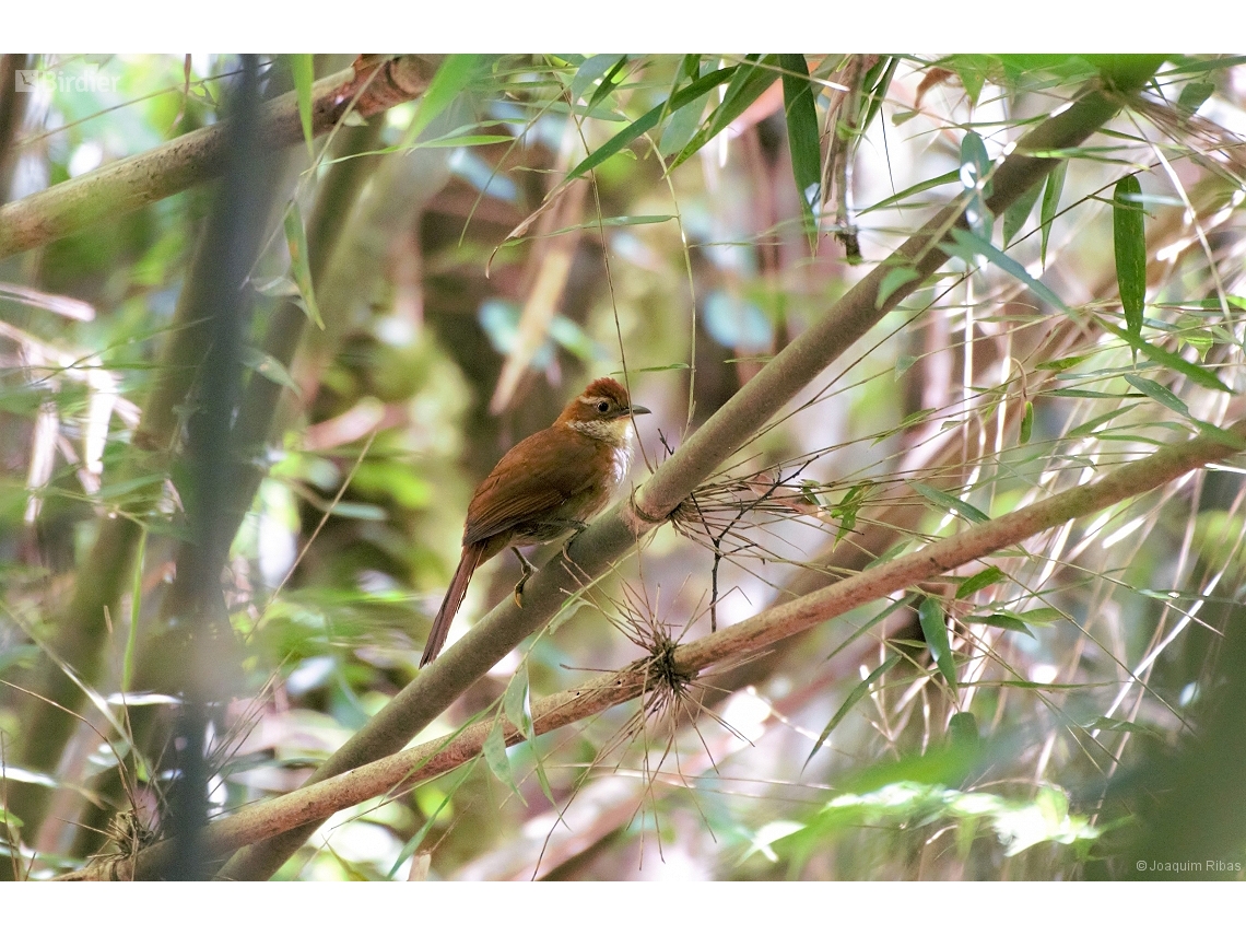 Clibanornis dendrocolaptoides