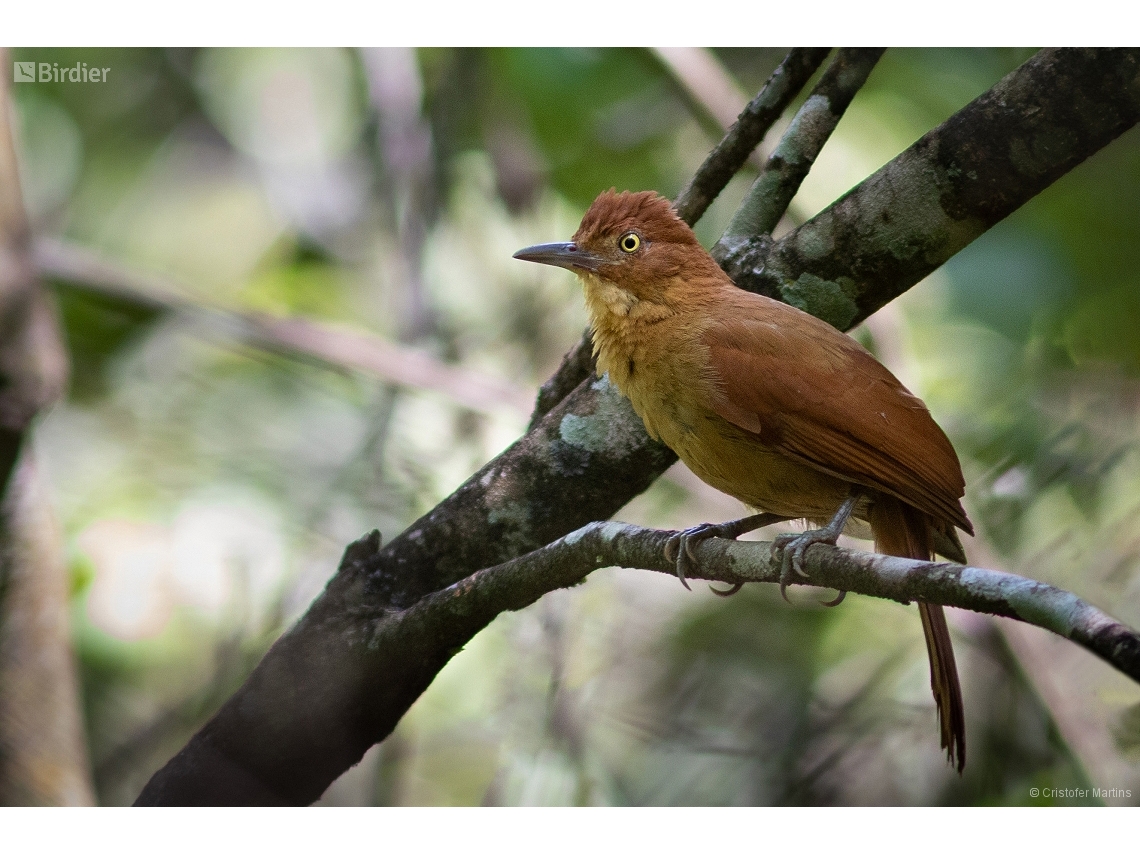 Clibanornis rectirostris