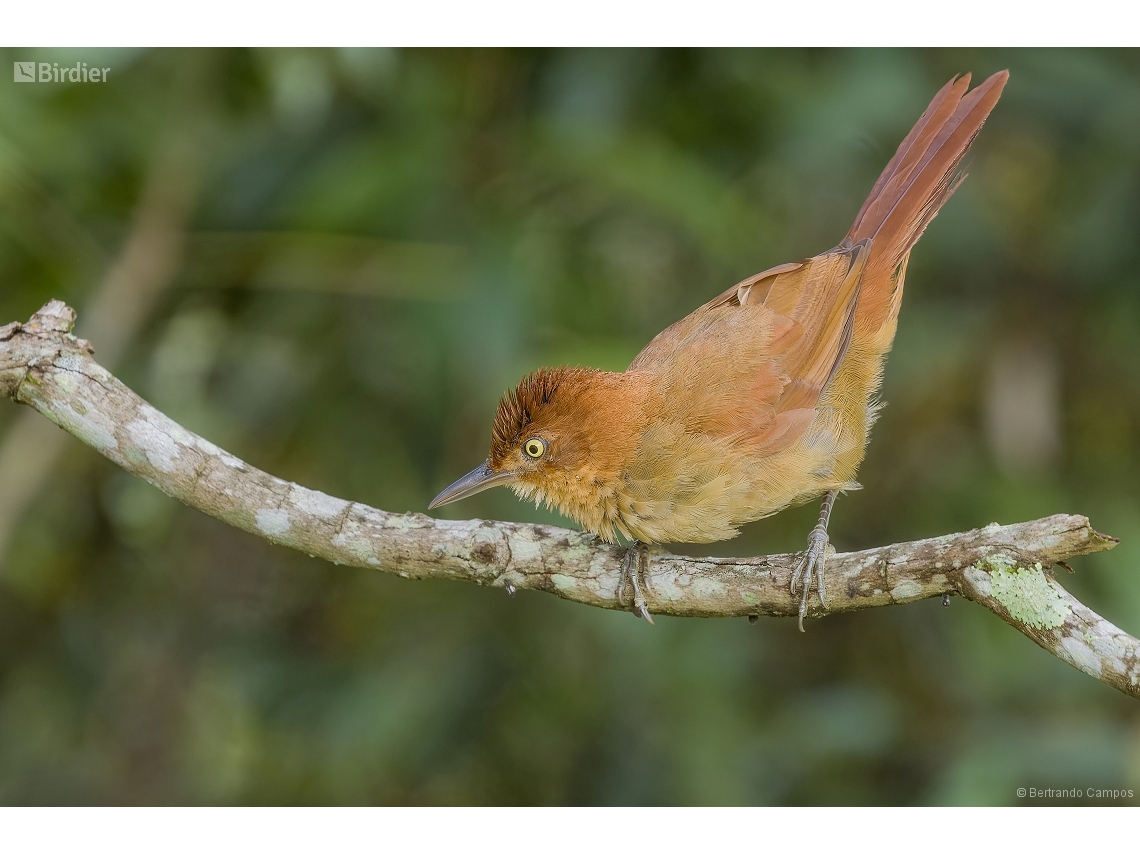 Clibanornis rectirostris