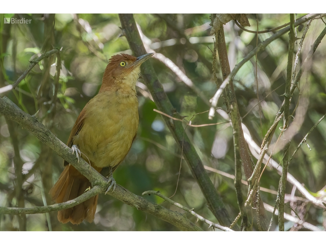 Clibanornis rectirostris