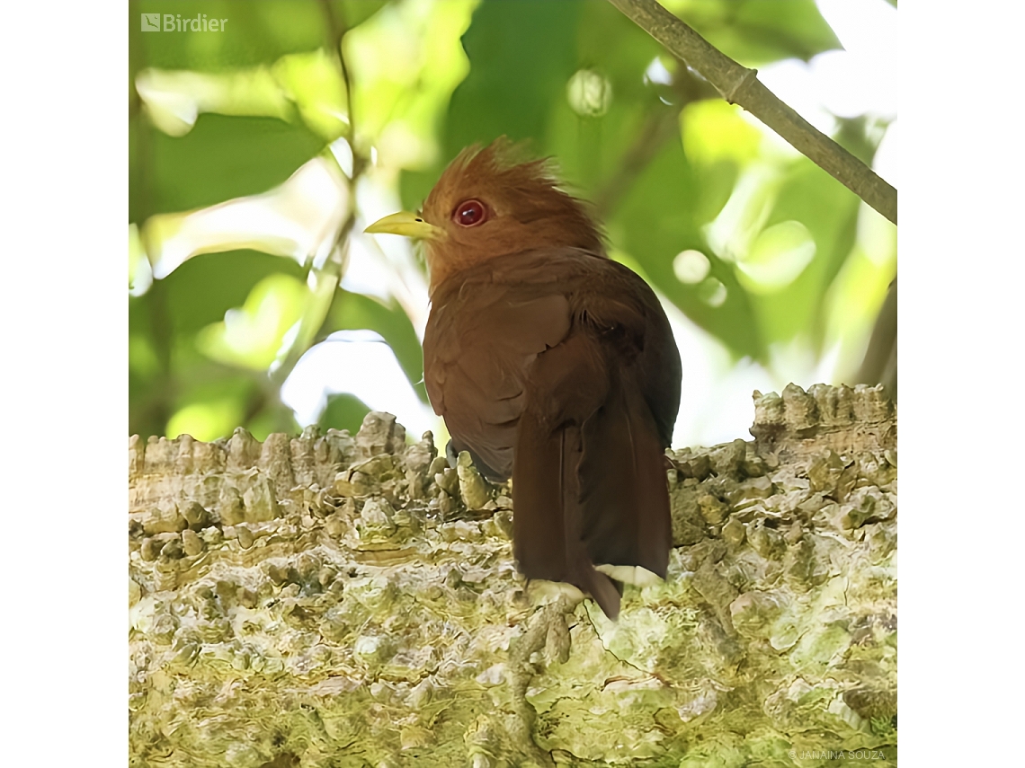 Coccycua minuta