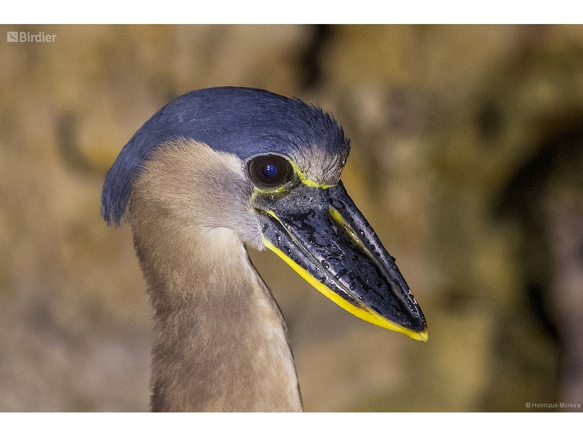 Cochlearius cochlearius