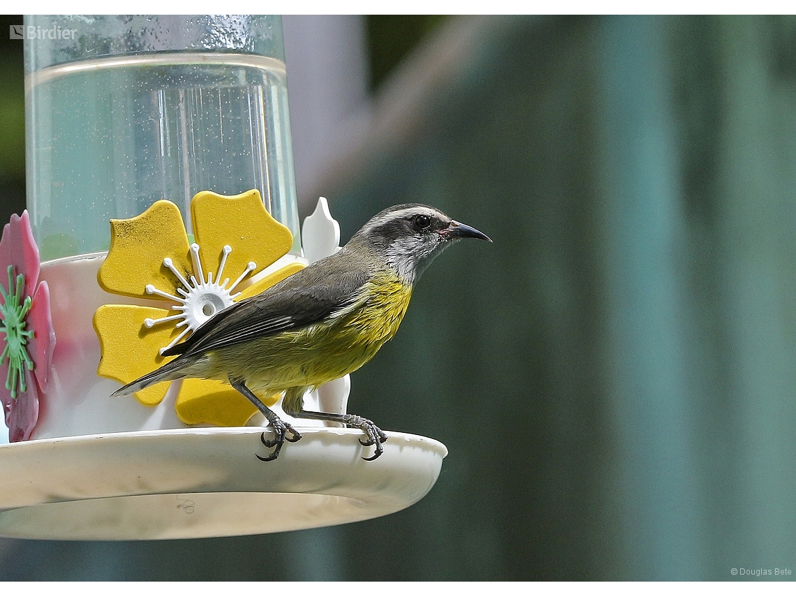 Coereba flaveola