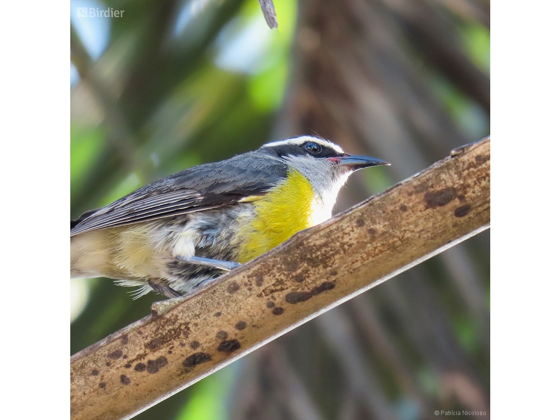 Coereba flaveola