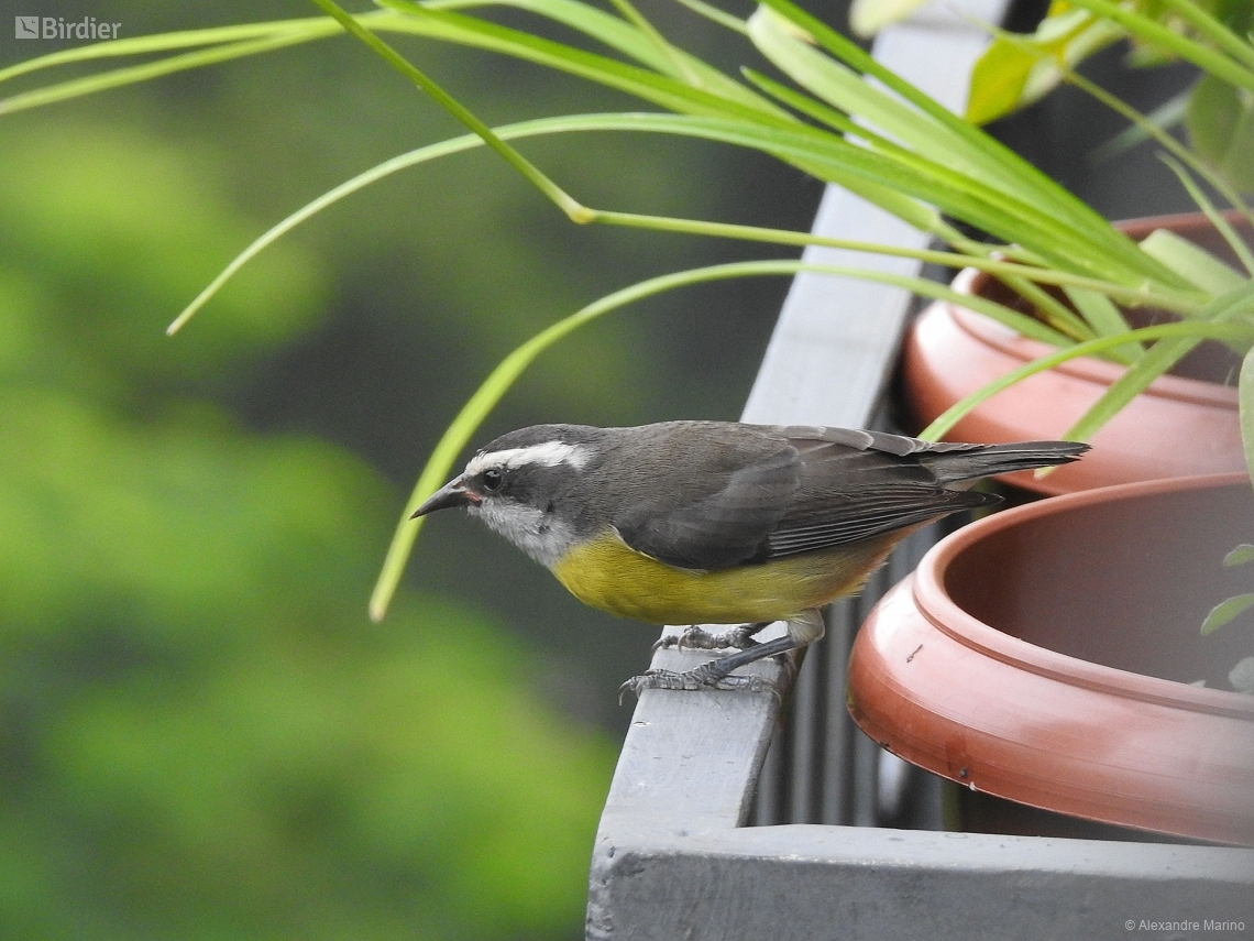 Coereba flaveola
