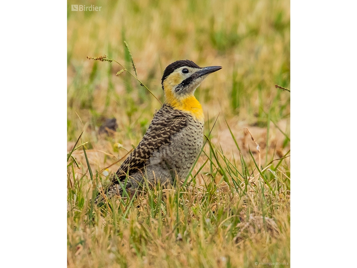 Colaptes campestris