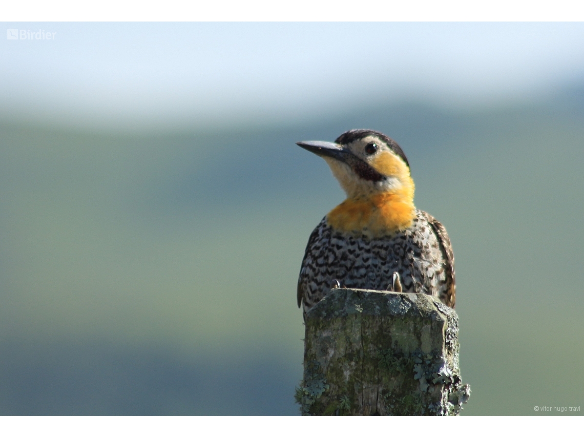 Colaptes campestris