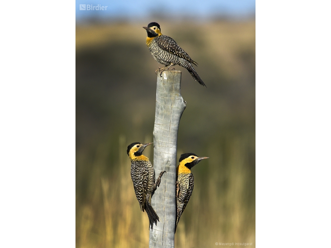 Colaptes campestris