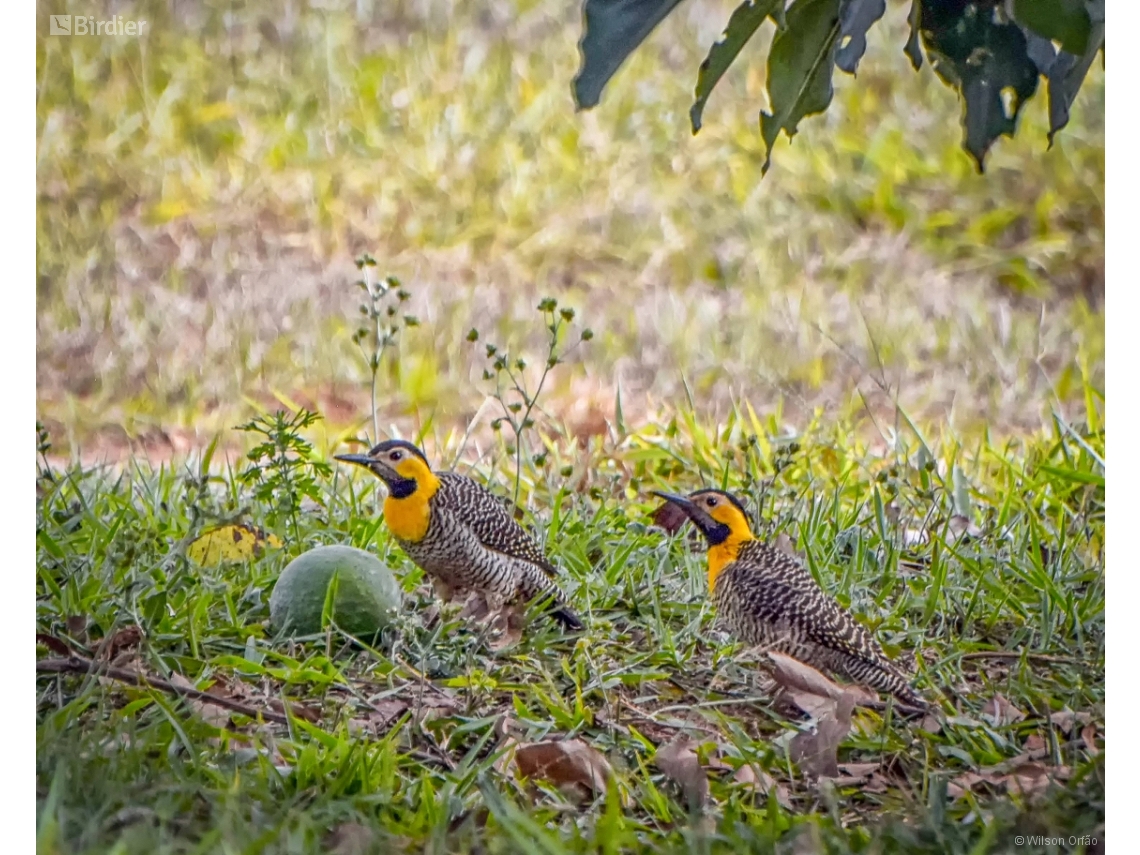 Colaptes campestris