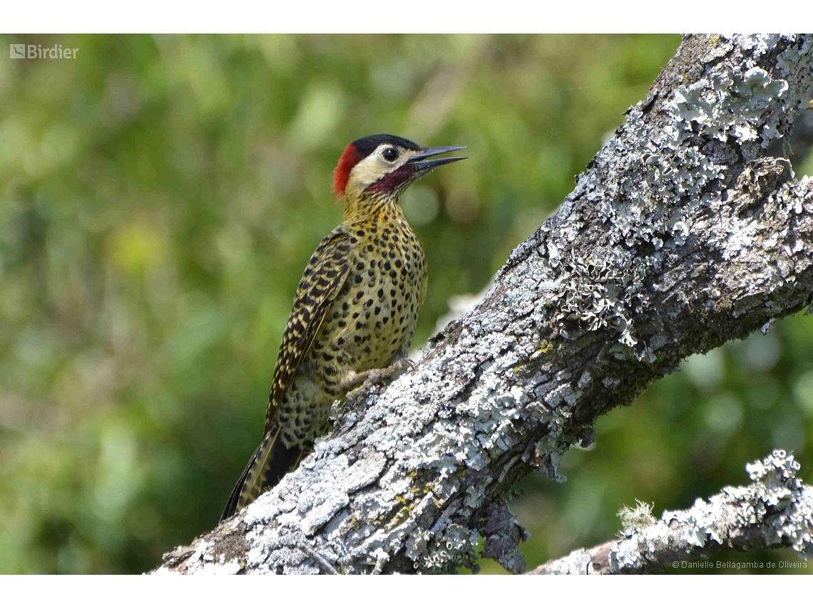 Colaptes melanochloros