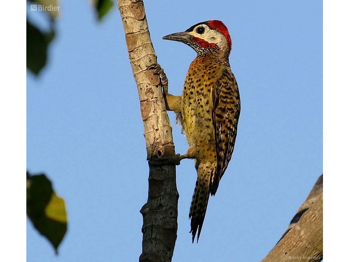 Colaptes punctigula