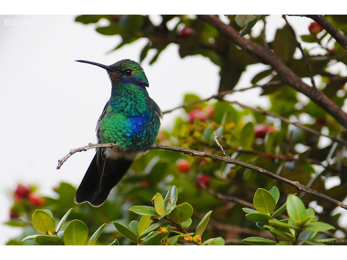 Colibri coruscans