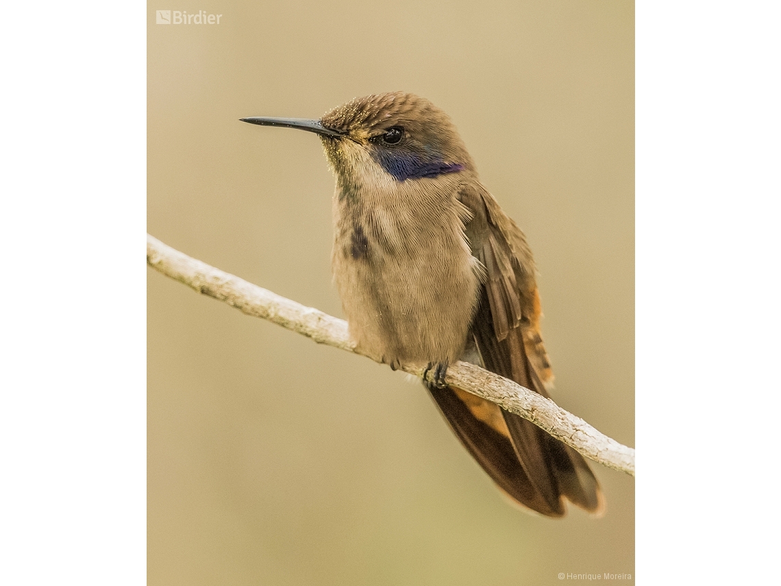 Colibri delphinae