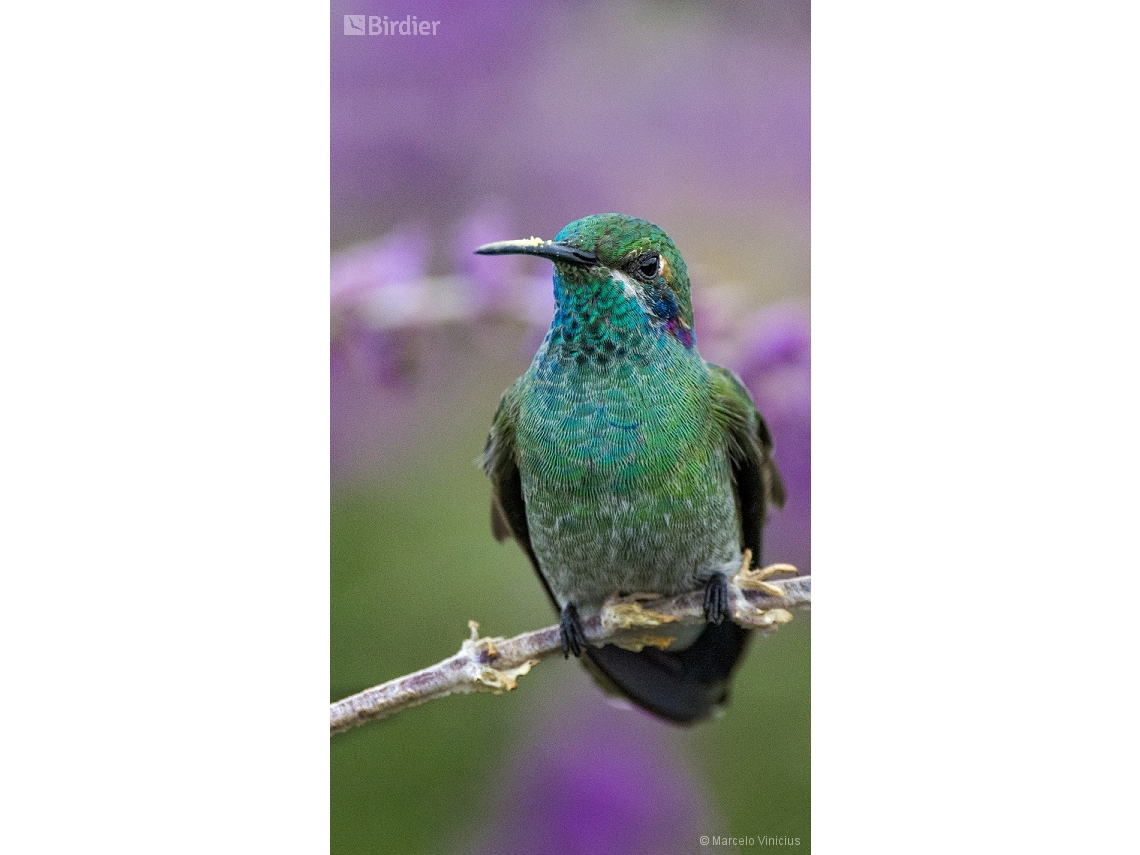 Colibri serrirostris