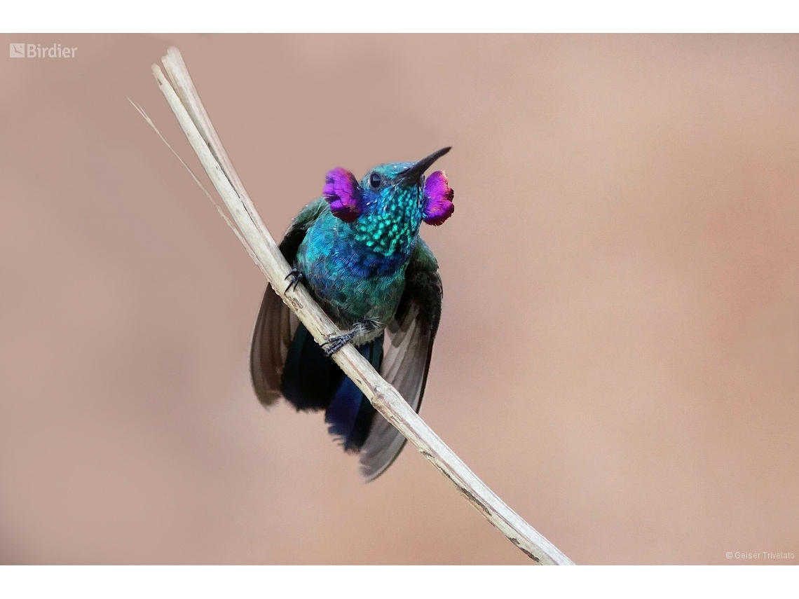Colibri serrirostris